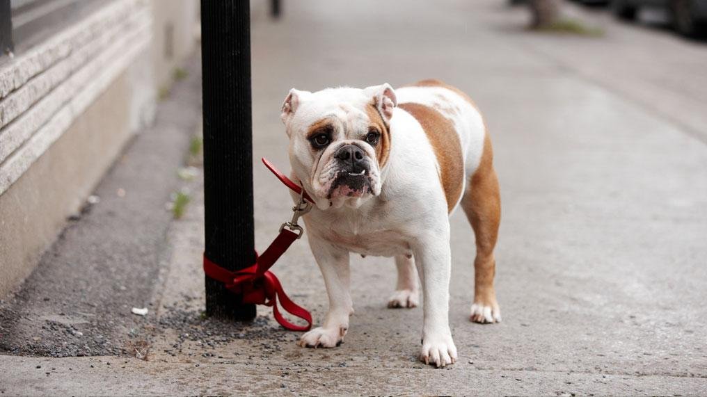 stolen - Dream About Dog Being Stolen – Spiritual and Psychological Insights