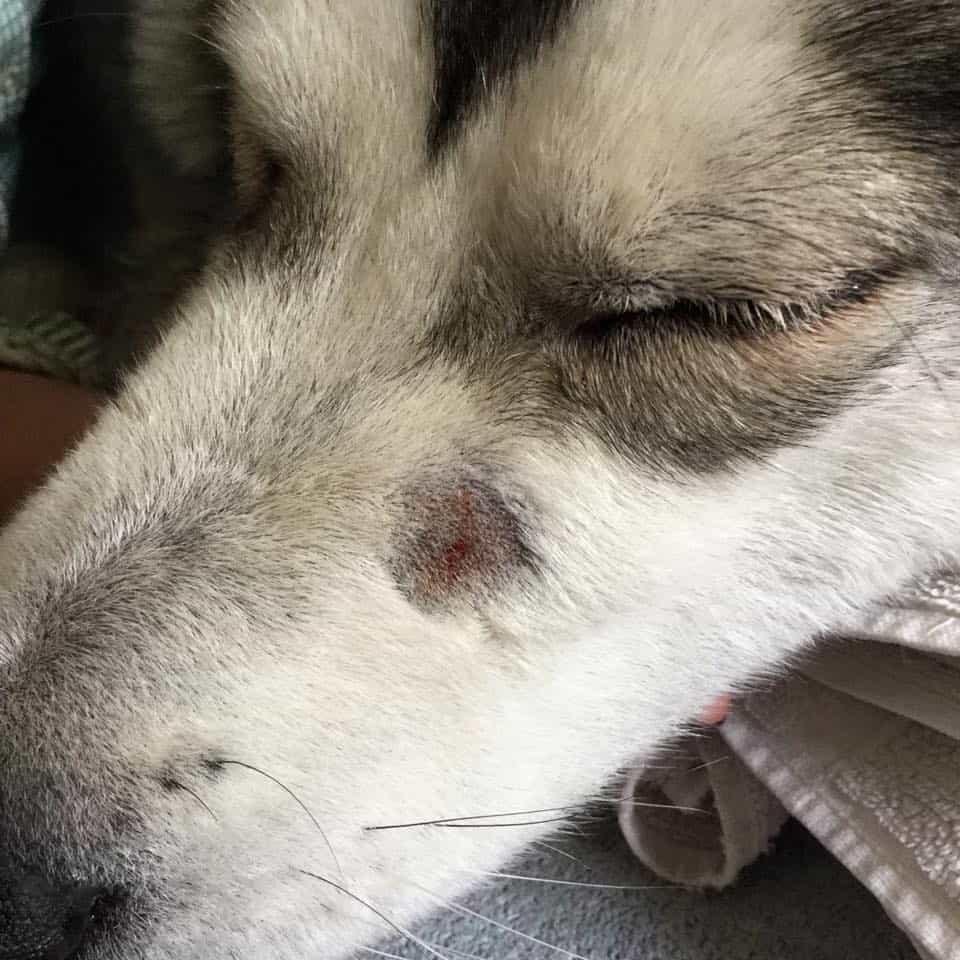 strike - Dream About Snake Biting My Dog – What It Could Indicate
