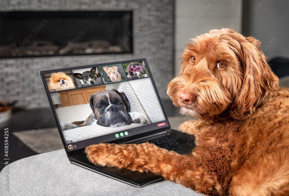 tcaQlf - Dream About Dog Talking – Analysis and Explanation