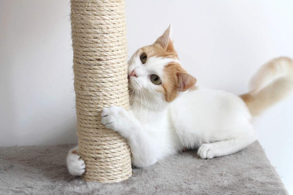 tching - Dream About Being Scratched By A Cat – Hidden Messages and Insights
