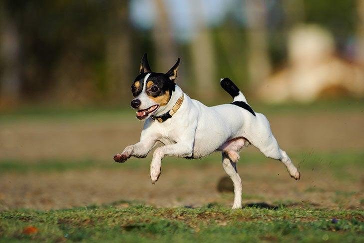 tdoors - Dream About Dog Chasing Me – Understanding Its Implications
