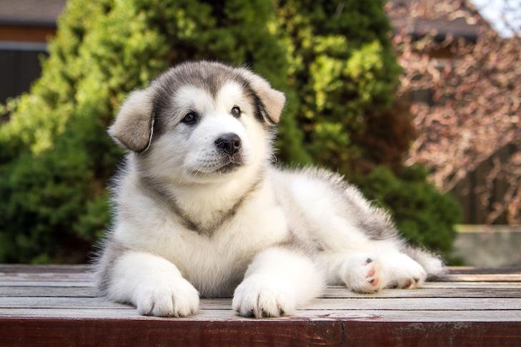 tdoors.jpg670c92524f5d9 - Dream About 3 Puppies – Understanding Its Implications
