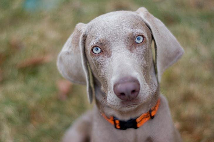 tdoors.jpg671761bf95793 - Dream About Dog Staring At Me – Symbolism and Significance