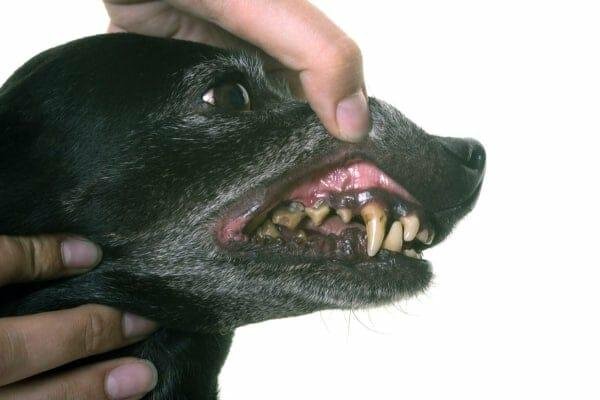 teeth3 - Dream About Dog Losing Teeth – Hidden Messages and Insights
