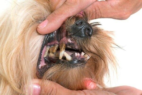 teeth5 - Dream About Dog Losing Teeth – Hidden Messages and Insights