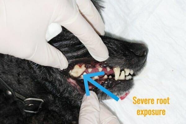 teeth8 - Dream About Dog Losing Teeth – Hidden Messages and Insights