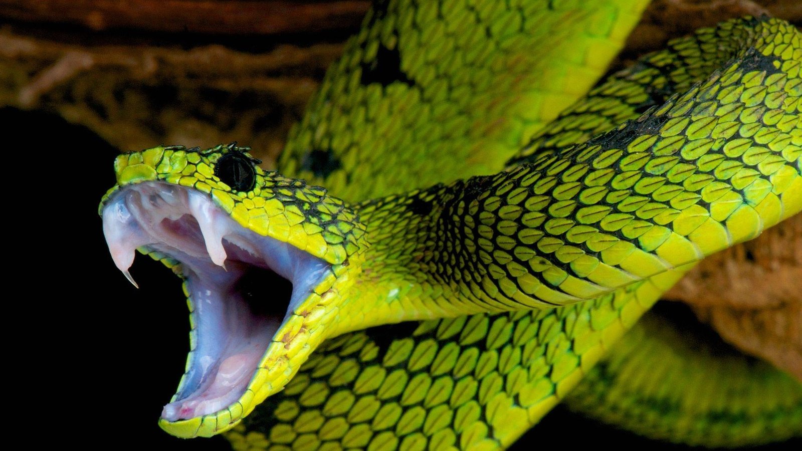 tock b - Dream About Snake Biting Me Islam – Hidden Messages and Insights