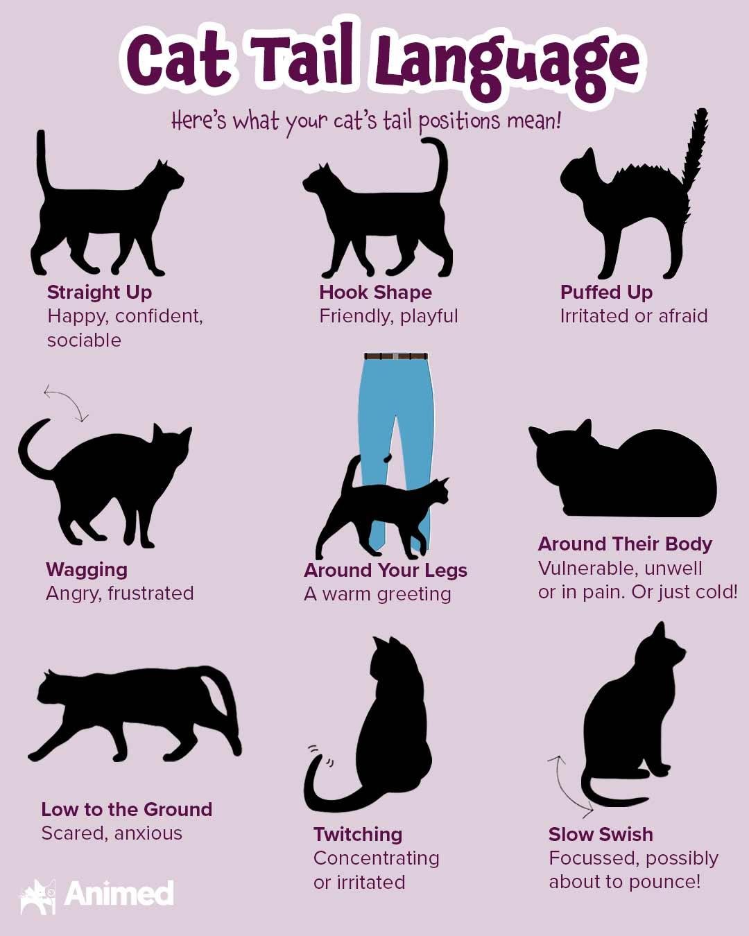 uage 1 - Dream About Cat'S Tail Falling Off – Spiritual and Psychological Insights