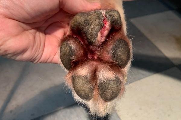 uch jg - Dream About Dog Losing Paw – What It Could Indicate