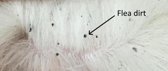 ur 570 - Dream About Dog Having Fleas – Hidden Messages and Insights