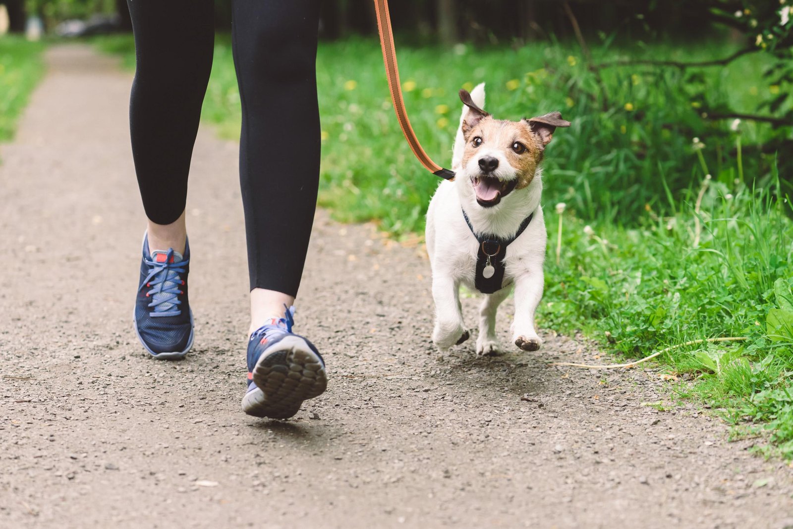 ur dog - Dream About Dog Walking – Spiritual and Psychological Insights