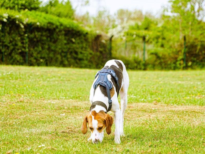 ust 13 - Dream About Dog Sniffing Me – Causes and Interpretations