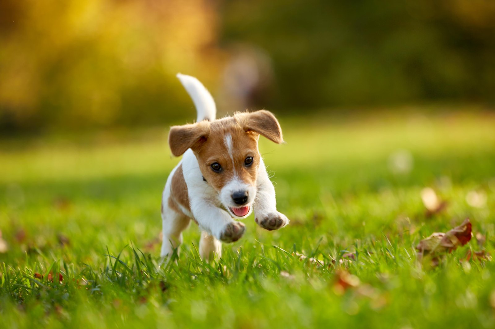 utside - Dream About 3 Puppies – Understanding Its Implications