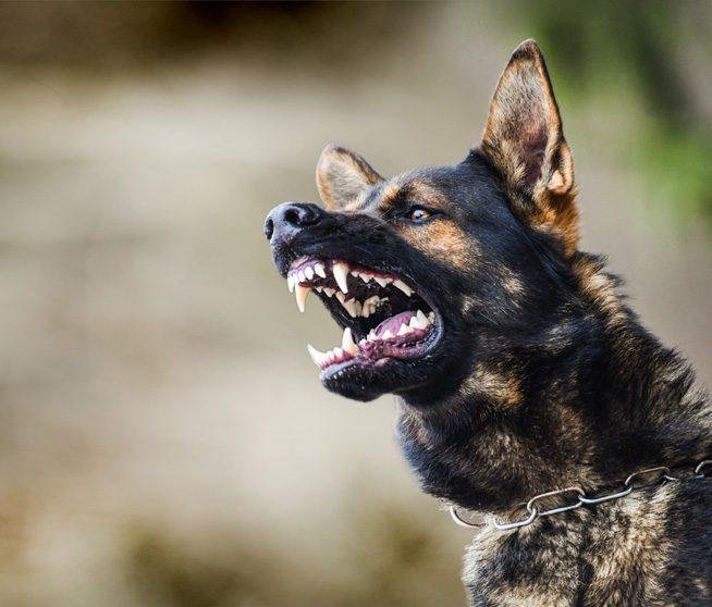 ve dog - Dream About Rabid Dog – Decoding the Message