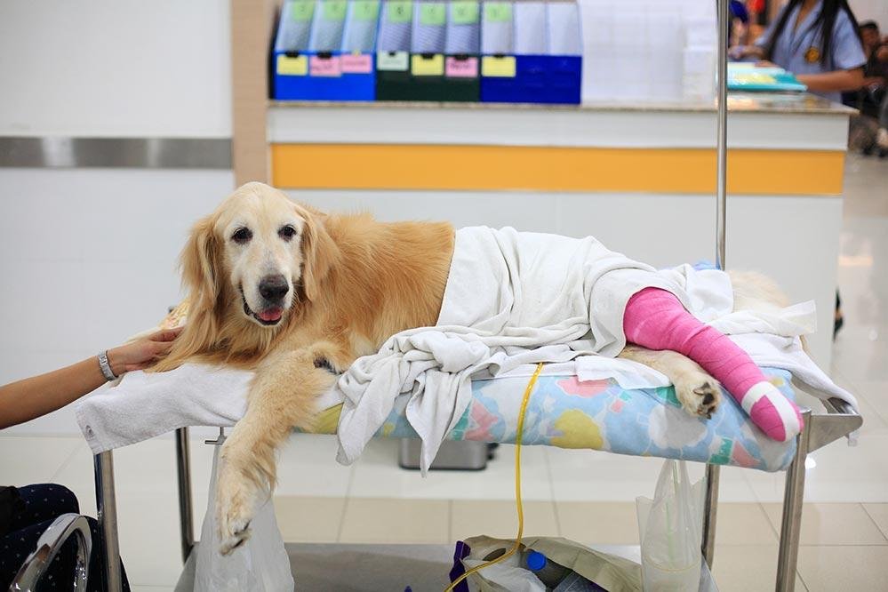 vet lg.jpg670c58c54855d - Dream About Dog Getting Hurt – Exploring the Meaning