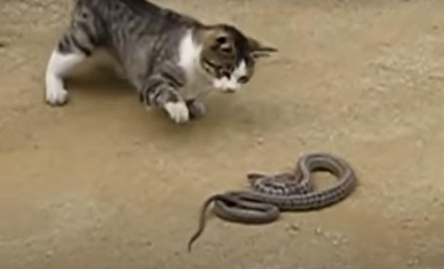 vs cat - Dream About Cat Killing Snake – Hidden Messages and Insights