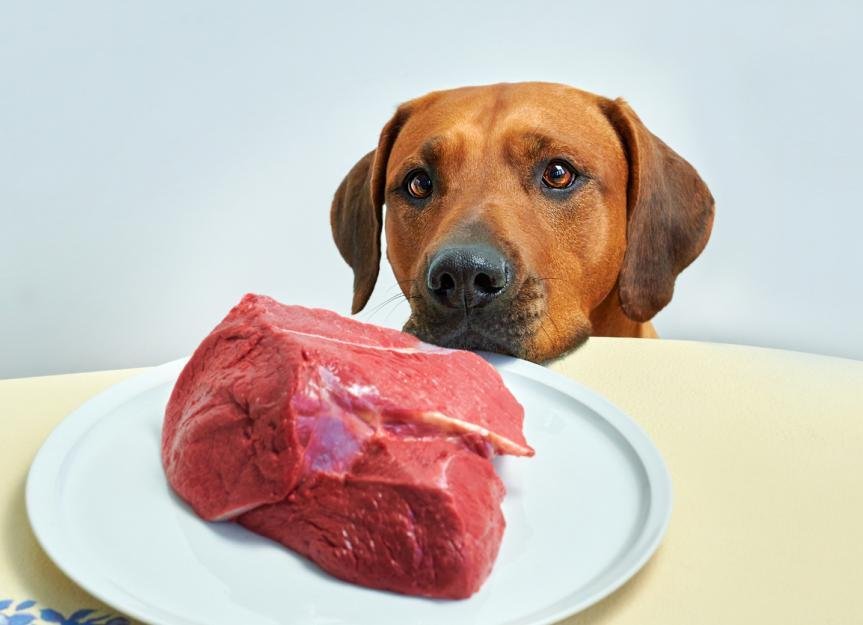 w meat - Dream About Dog Eating Meat – Decoding the Message
