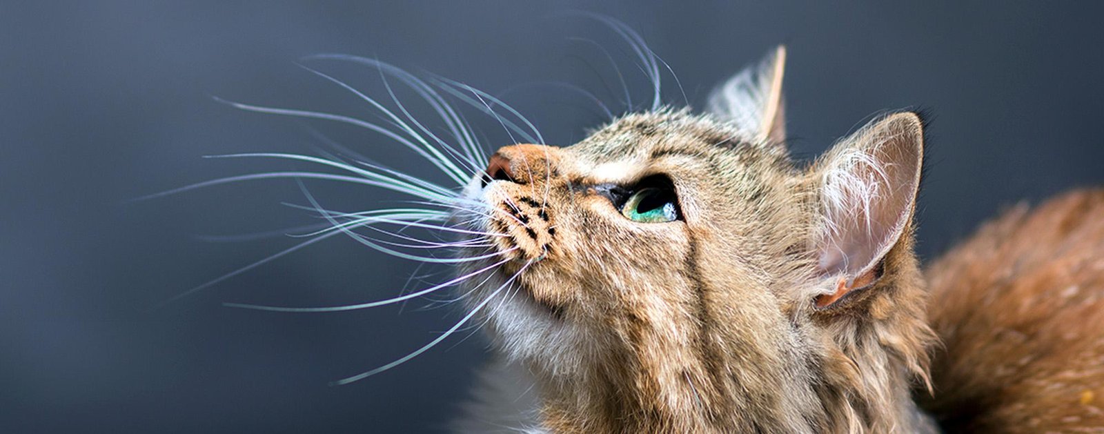 x786 1.jpg670cbdb096d37 - Dream About Cat Whiskers – Spiritual and Psychological Insights