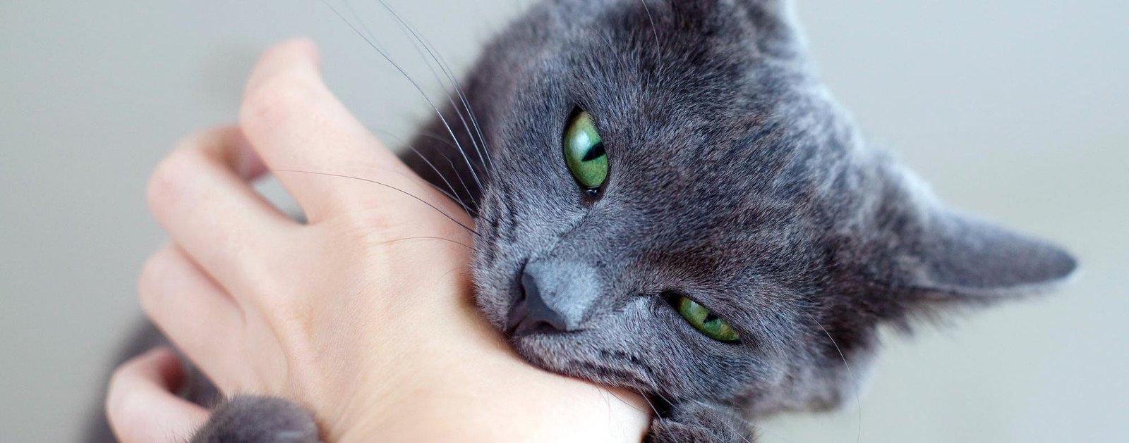 x786 1.jpg670eff4f4b4cd - Dream About Cat Biting My Hand – Analysis and Explanation