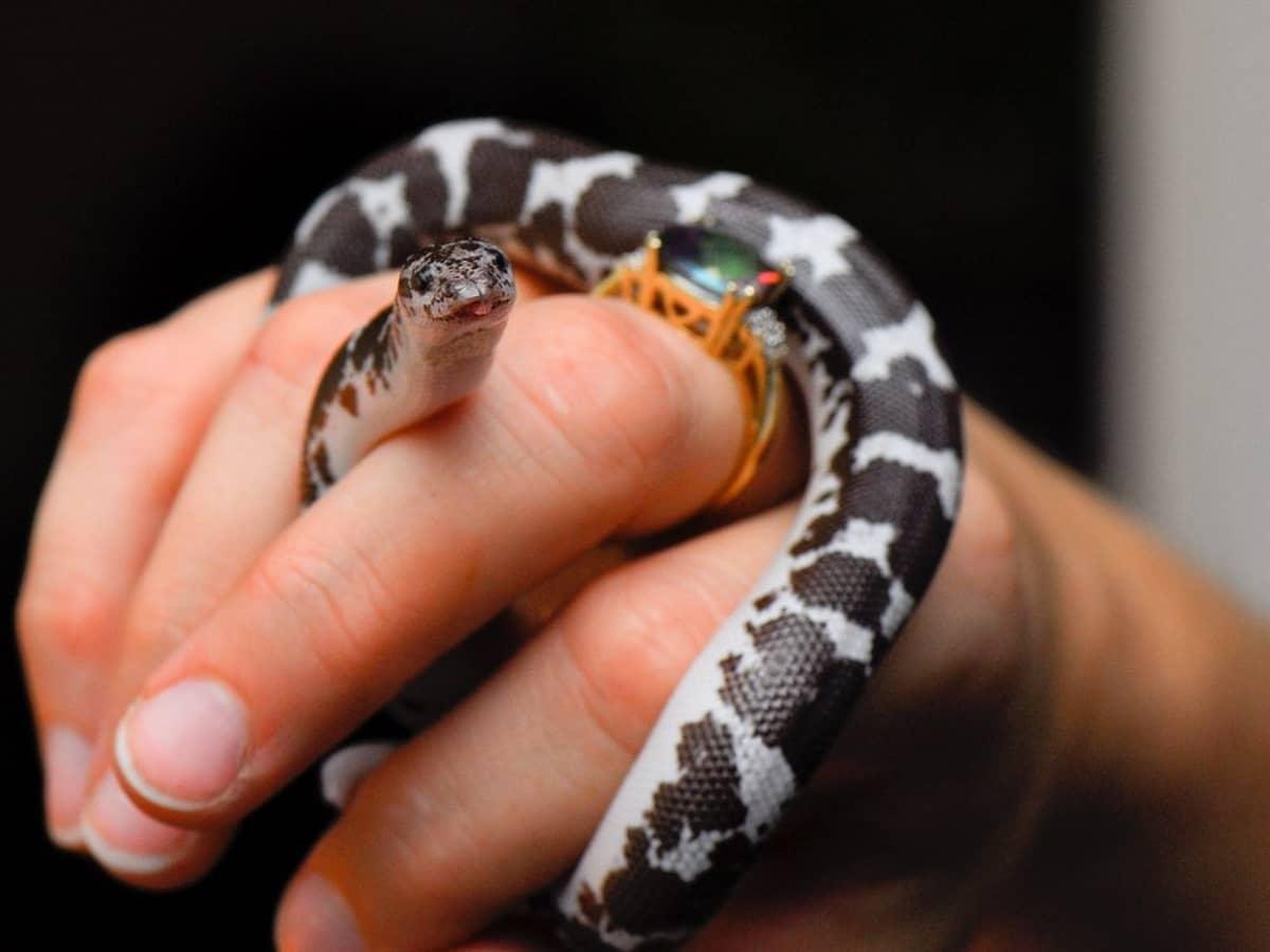 y care.jpg67133860032d2 - Dream About Pet Snake – Causes and Interpretations
