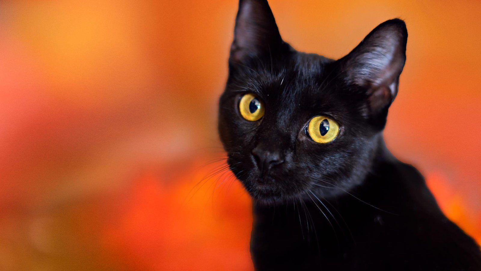 ybj78q - Dream About 2 Black Cats – Spiritual and Psychological Insights