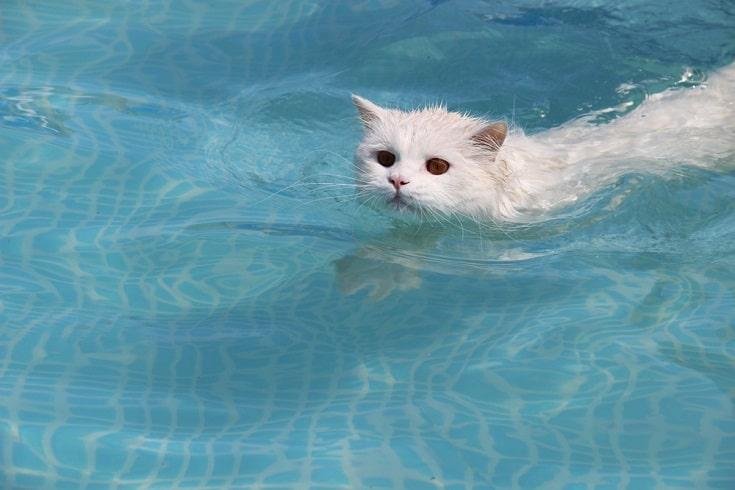 ynyova - Dream About Cat Swimming – Understanding Its Implications
