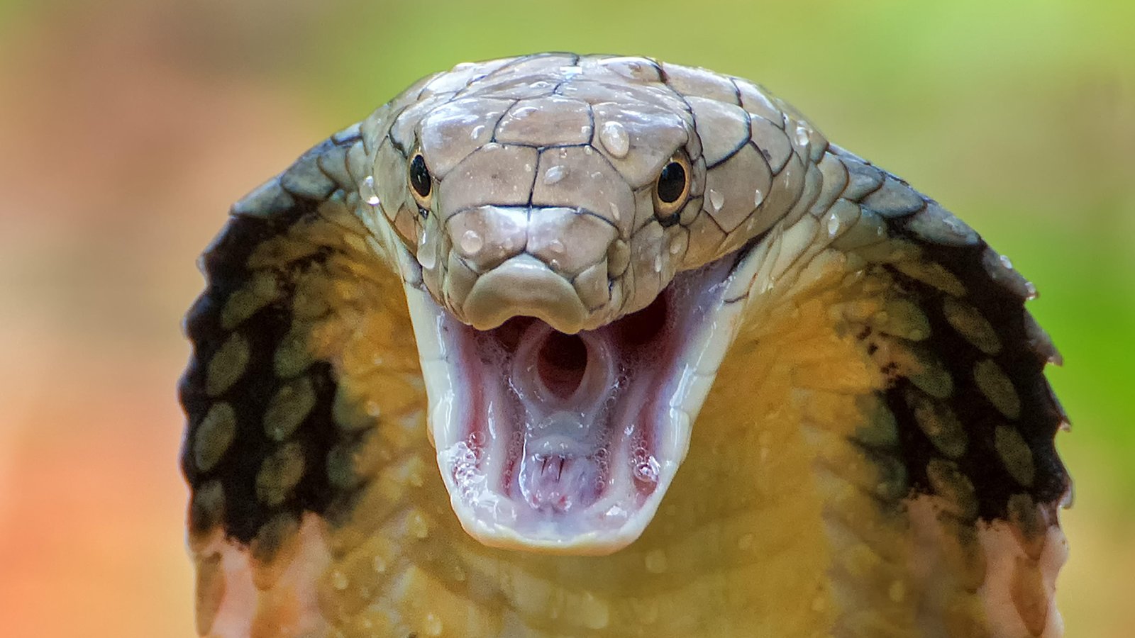 zSQT8V.jpg671809681a2c9 - Dream About Snake Running Away From Me – Spiritual and Psychological Insights