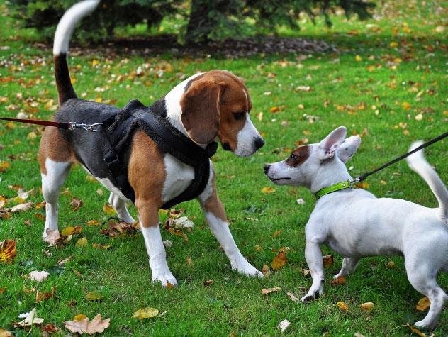 zing 0 - Dream About New Dog – Understanding Its Implications
